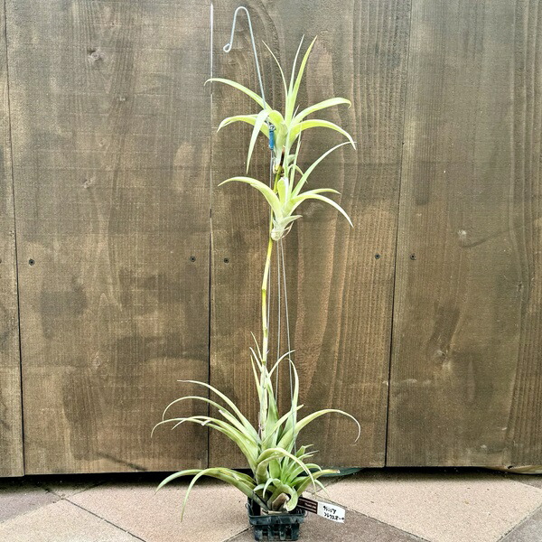 楽天市場】おしゃれ 観葉植物 エアープランツ：チランジア