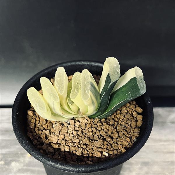 楽天市場】多肉植物：ハオルチア 玉扇錦 糊斑*幅5.5cm 現品！一品