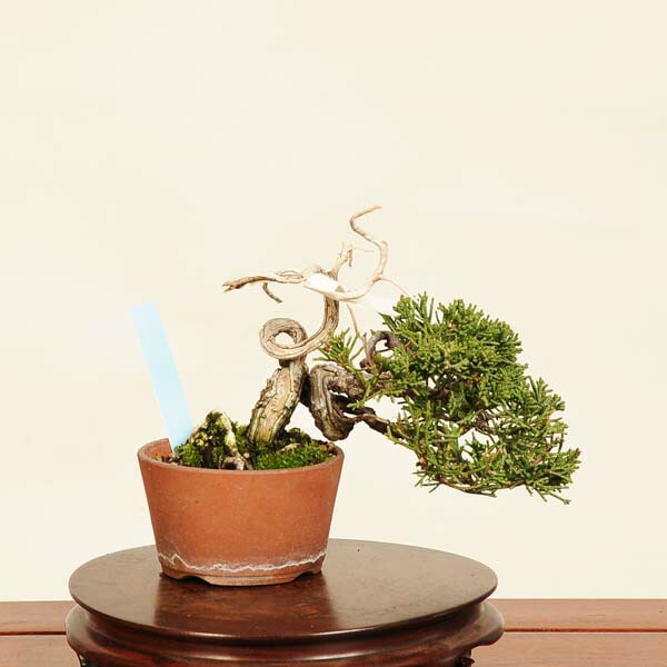 真柏 盆栽 植木」の人気商品一覧 | 安い商品を通販サイトから探す