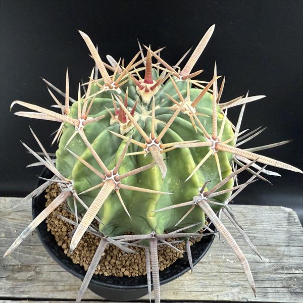 楽天市場】サボテン：ホマロケファラ 強刺綾波 実生*幅12cm 現品