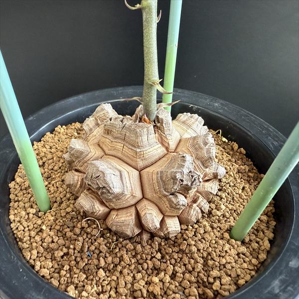 楽天市場】☆特価☆コーデックス：アフリカ亀甲竜*塊根幅8.5cm 現品