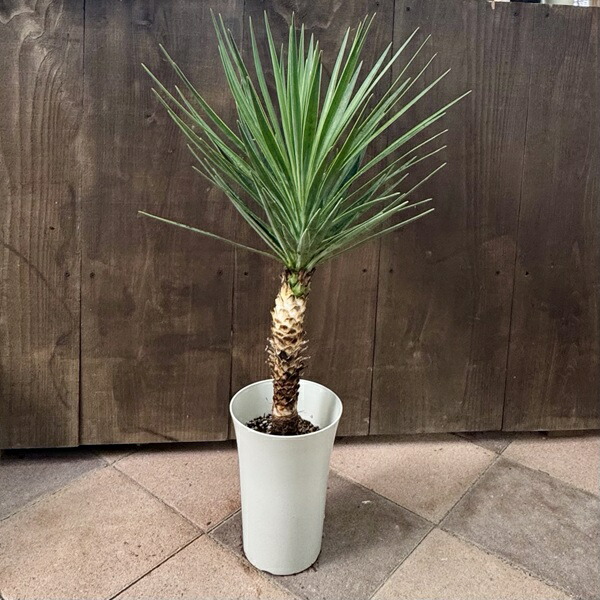 ユッカアロイフォリア」の人気商品一覧 | 安い商品を通販サイトから