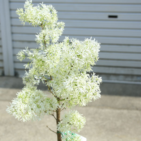 楽天市場】庭木・植木：一才ヒトツバタコ（なんじゃもんじゃの木