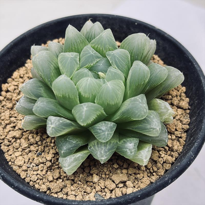 楽天市場】多肉植物：ハオルチア マグワティ*幅6cm : 遊恵盆栽 楽天