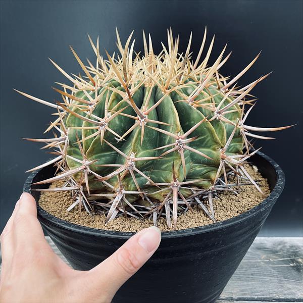 楽天市場】サボテン：フェロカクタス 強刺文鳥丸*幅18cm 現品！一品