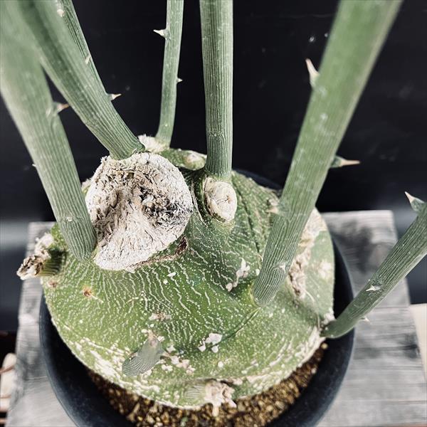 楽天市場】コーデックス：アデニア プセウドグロボーサ*塊根幅18cm