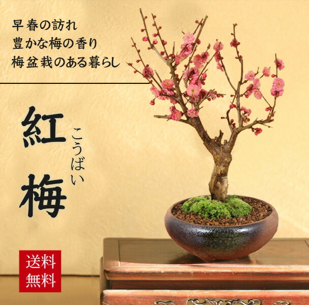 楽天市場】盆栽 特選：緋梅(ひばい)現品*うめ ウメ Prunus mume Hibai