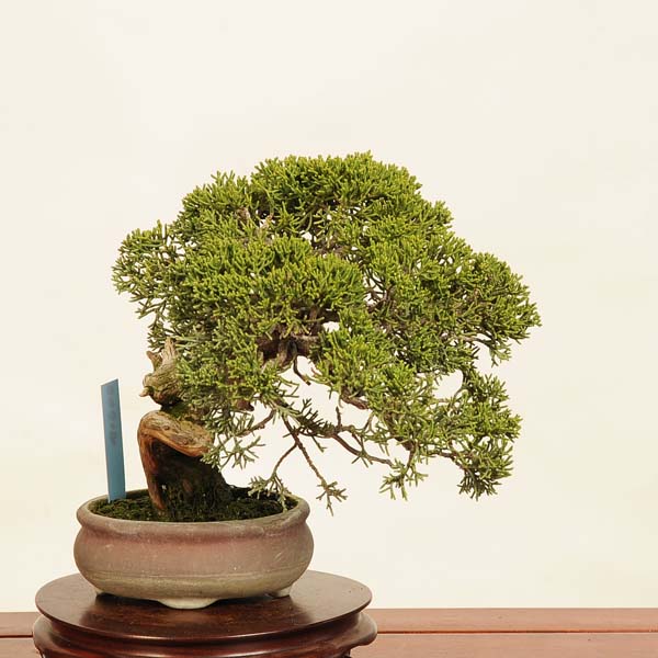 楽天市場】盆栽：特選糸魚川真柏 現品* しんぱく シンパク Sabina