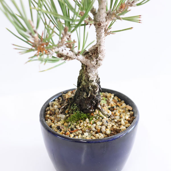 楽天市場】ミニ盆栽：錦松*（萬古焼青丸小鉢）錦松ニシキマツにしき