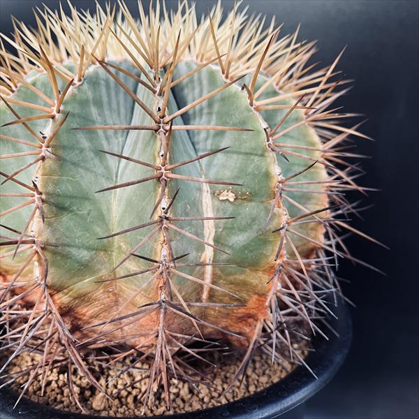 楽天市場】サボテン：フェロカクタス 王冠竜*幅16cm 現品！一品限り
