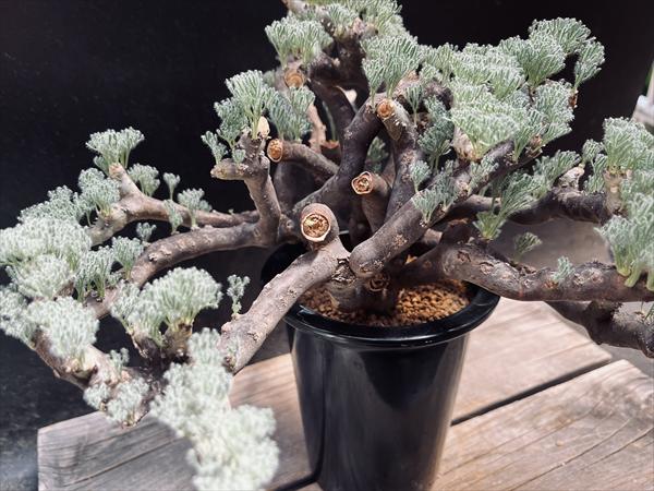 楽天市場】☆特価☆コーデックス：サルコカウロン ムルチフィズム