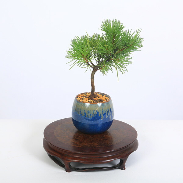 楽天市場】ミニ盆栽：実生五葉松*四国石鎚産（瀬戸焼青釉掛け丸深鉢