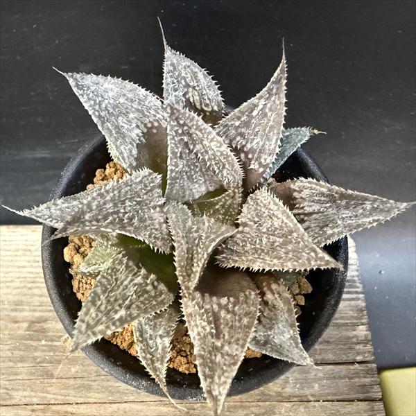 楽天市場】多肉植物：ハオルチア 大銀城*幅7.5cm : 遊恵盆栽 楽天市場店