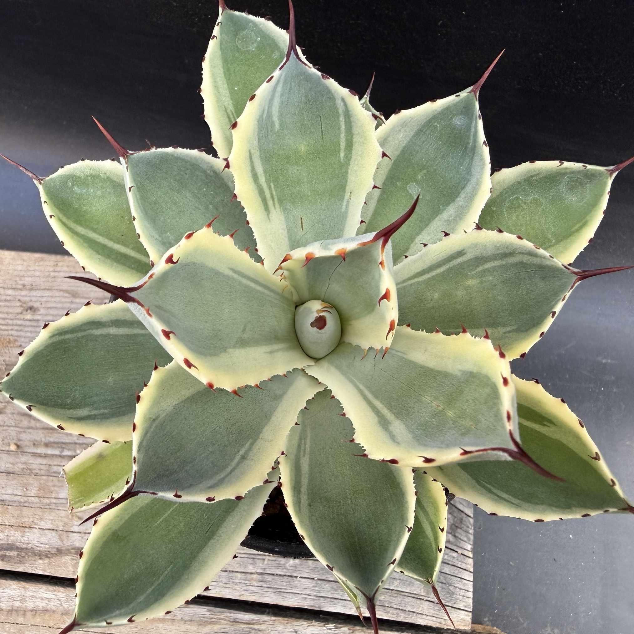 楽天市場】多肉植物：アガベ 吉祥冠錦 覆輪*M 幅10cm : 遊恵盆栽