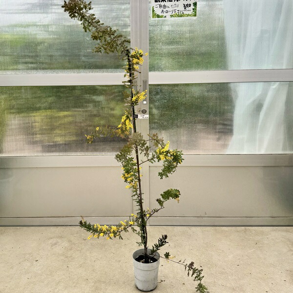 楽天市場】鉢花 観葉植物：ミモザ ダークアイ*ギンヨウアカシア 銀葉
