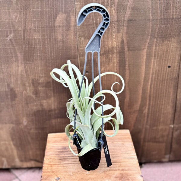 楽天市場】観葉植物：チランジア エアープランツ カーリースリム XXL