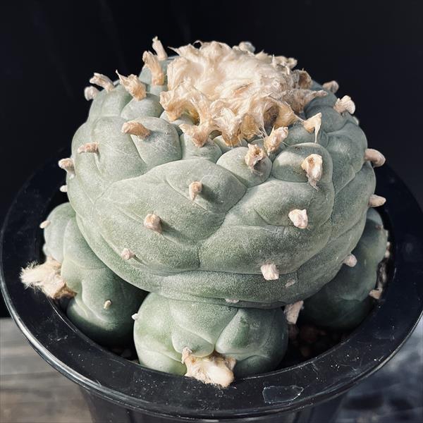 楽天市場】サボテン：ロフォフォラ 疣銀冠玉 キリンツギ*幅9cm 現品