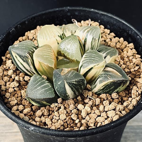 O*Z様 多肉植物 ハオルチア コレクタ錦 赤斑入り 鮮明錦 多肉植物