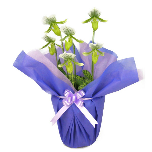 楽天市場】パフィオぺディラム グリーンスジ 6本立ちpaph-gs-6f : 渥美