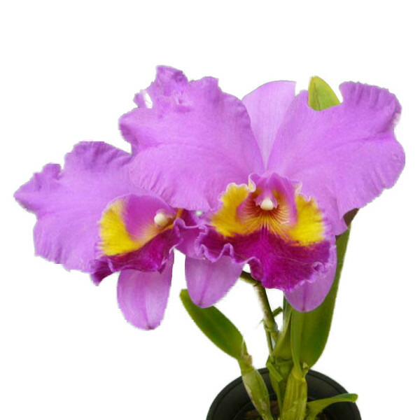 楽天市場】【花付き株】 カトレア カリフローラ 'Z-1030C' C.Califlora