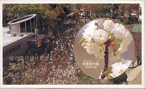 楽天市場】【平成9年】桜の通り抜け 貨幣セット 平成9年（1997年