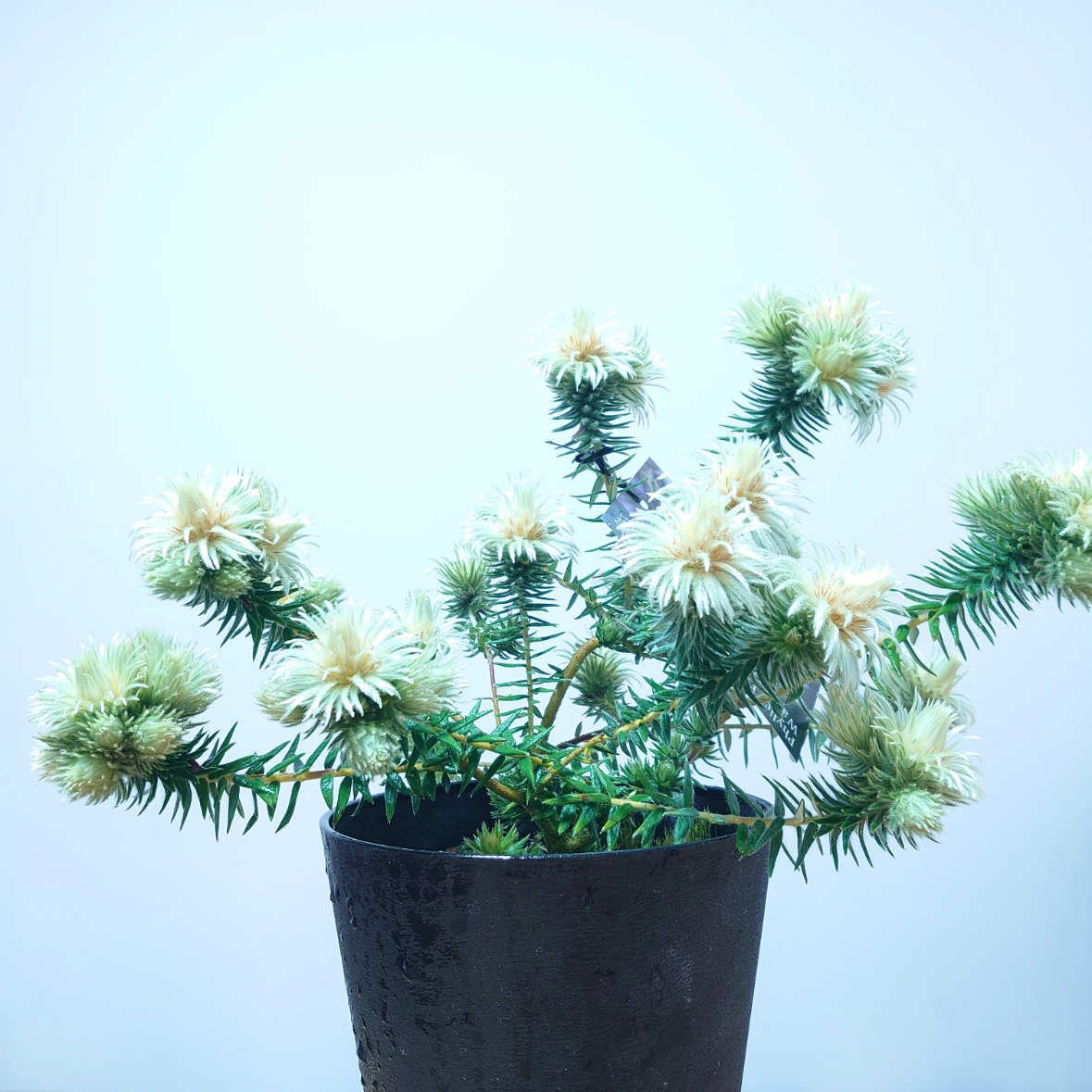 ガーデニング フィリカ プベッセンス 5寸2鉢 オージープランツ