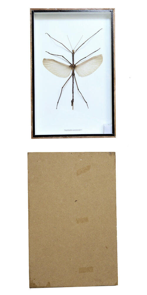 海外産標本｜インドネシア産 ナナフシモドキ（木葉虫）昆虫標本 海外産