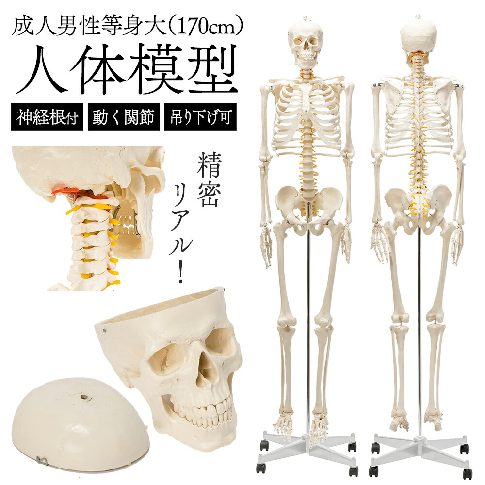 楽天市場】【国際規格認証品】 等身大 人体模型 骨格模型 170cm