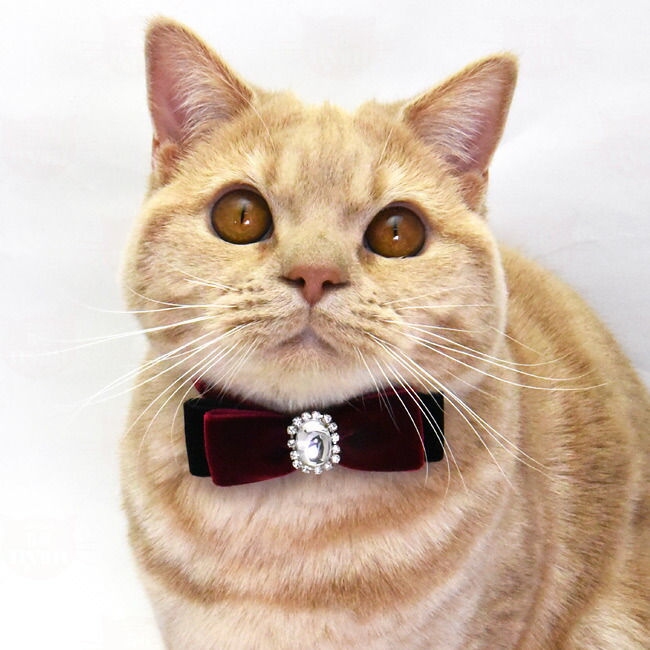 楽天市場】ゴロにゃんオリジナル おしゃれ猫首輪 豪華ベルベット蝶