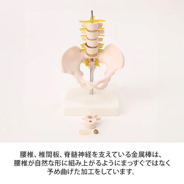 楽天市場】骨盤模型 腰椎模型 スタンド付き ハーフサイズ 高さ21×幅
