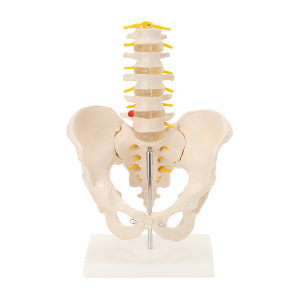 楽天市場】人体模型 骨格模型 骨盤 腰椎 模型 実物大 間接模型 骨格