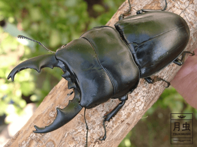 アルキデスヒラタクワガタの飼育に挑戦！ぶ厚い胸板に圧倒されます