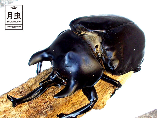 アクティオンゾウカブトの飼育に挑戦！立派な成虫を育ててみよう！ | 月虫