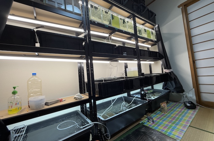 メダカ室内飼育】Amazonで購入したハイコスパな棚 - 月之めだか