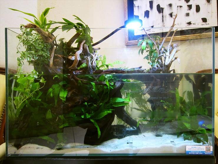 アクアテラリウム プロの水槽レイアウト事例をご紹介します