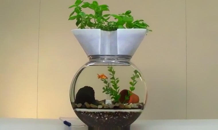 水質管理にお勧め！ 水槽で出来る野菜や植物の水耕栽培｜アクアリウム