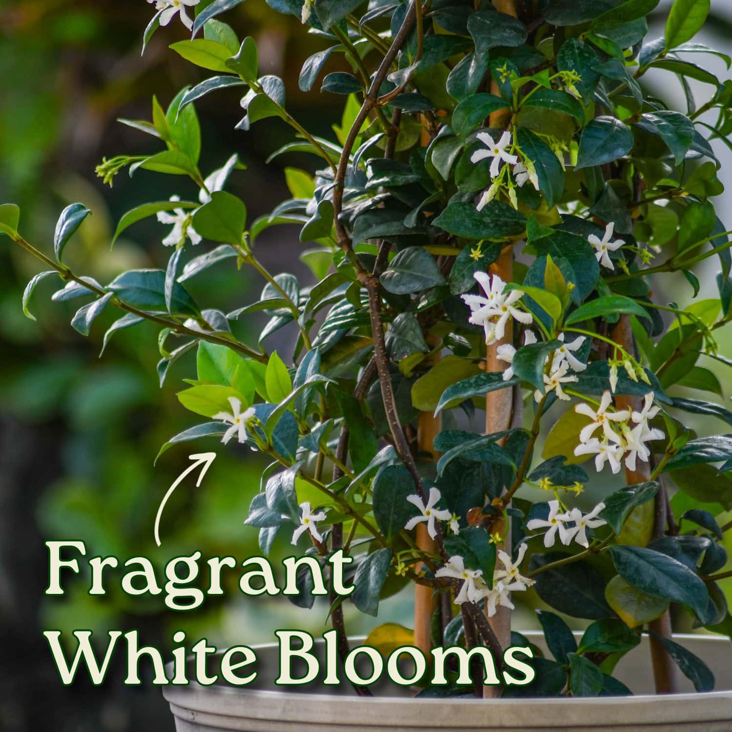 Star Jasmine (Confederate Jasmine) for Sale | Fragrant Jasmine