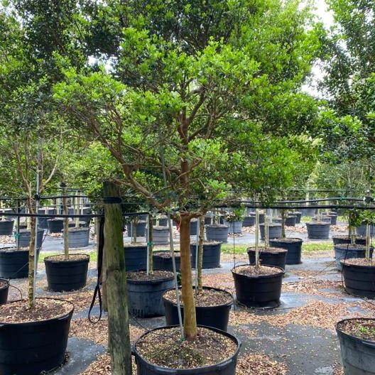 フィカス ウンベラータ 10号150cm S-shaped tree form フィカス