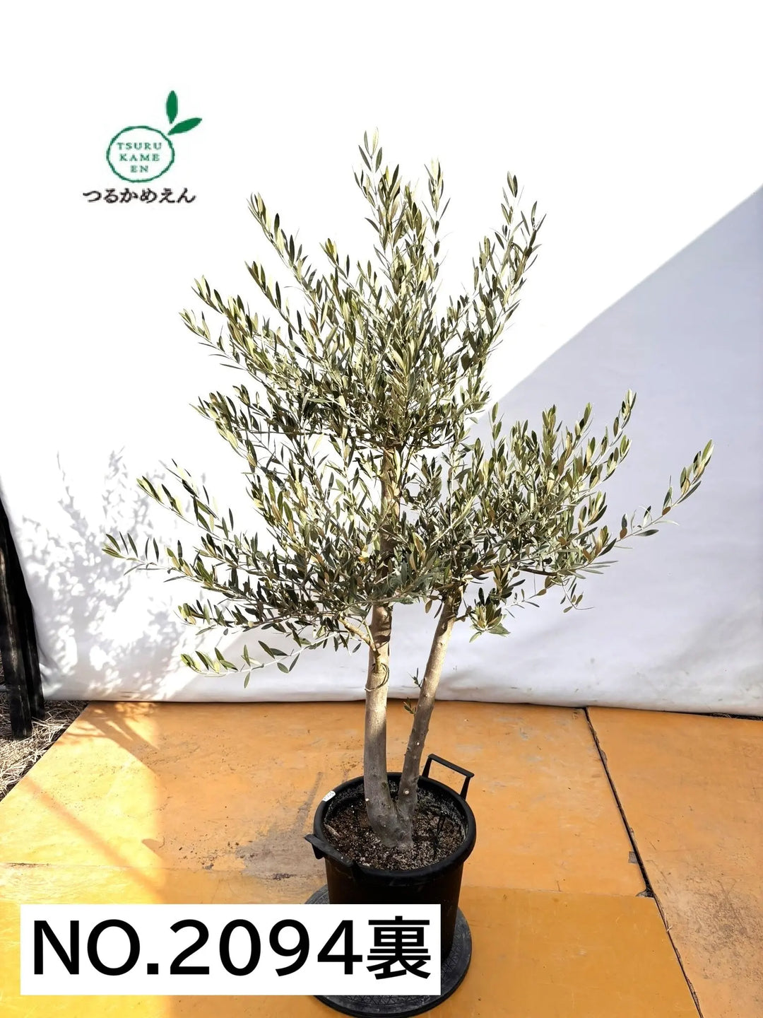 NEWミッション（オリーブの木）｜XLサイズ｜NO.2094｜約180cm｜人気