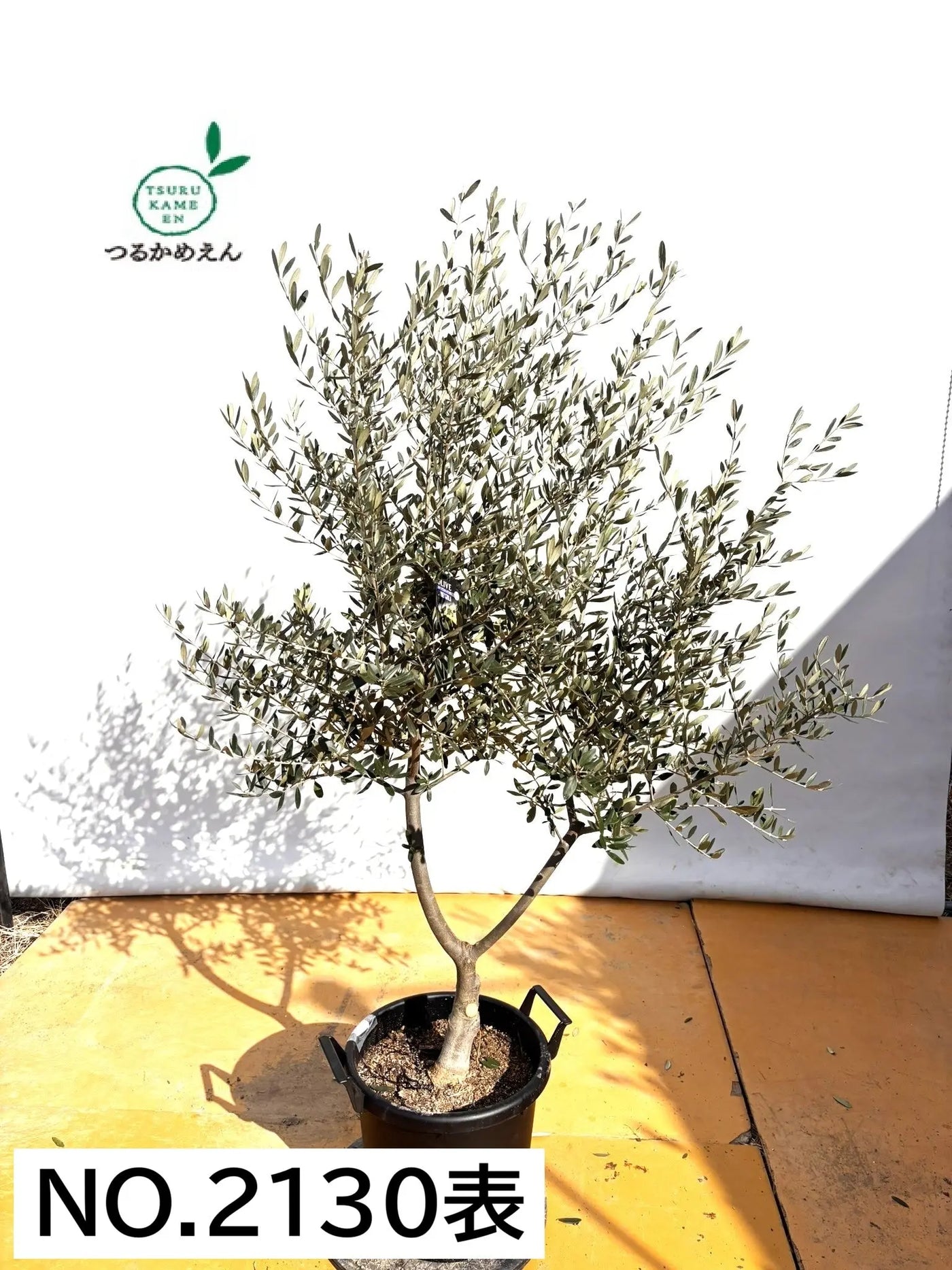 NEWコレッジョラ（オリーブの木）｜XLサイズ｜NO.2130｜約170cm｜寒冷