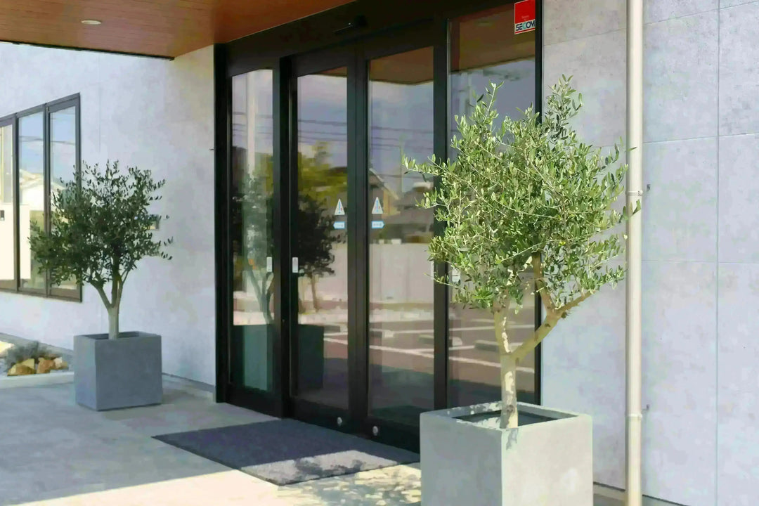 法人限定】ルッカ（オリーブの木）｜XL｜NO.1888｜約200cm｜人気・寒冷