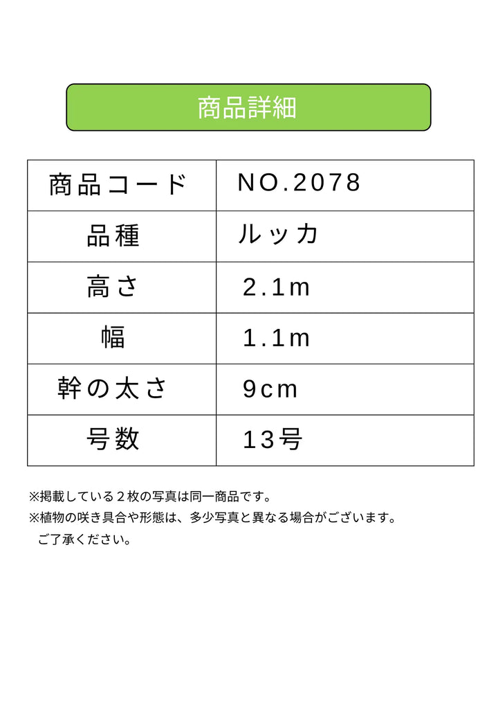 NEW【法人限定】ルッカ（オリーブの木）｜XLサイズ｜NO.2078｜約210cm