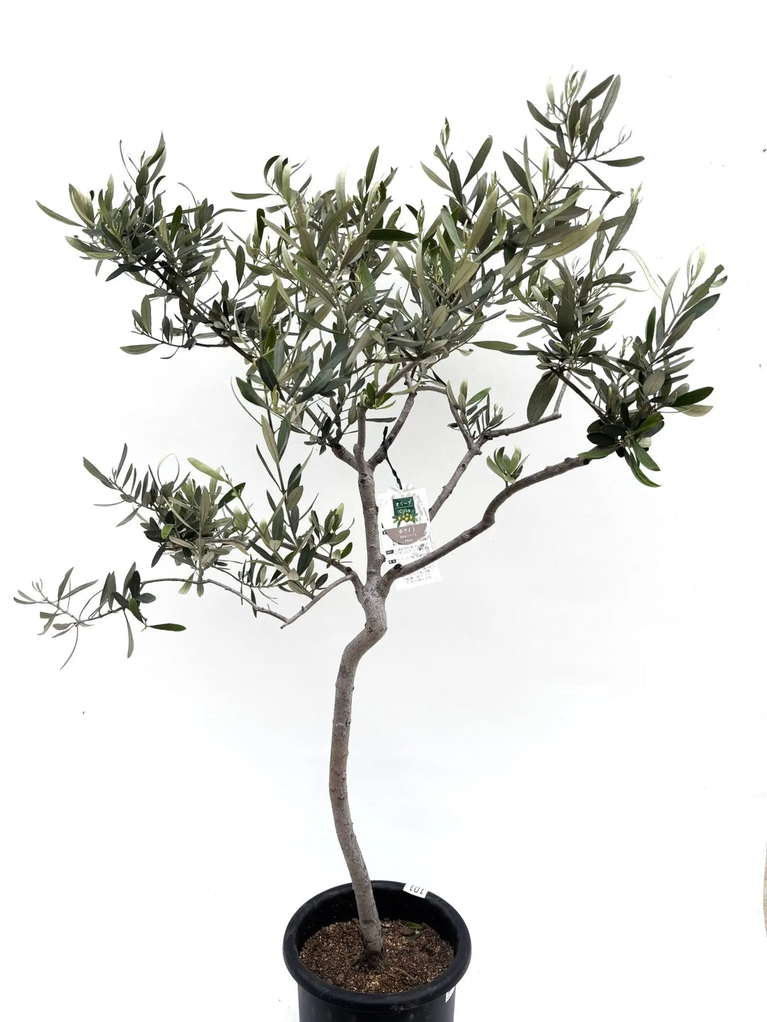 ホワイト Mサイズ 約130cm K-101 オリーブの木 希少品種 - 株式会社鶴亀園