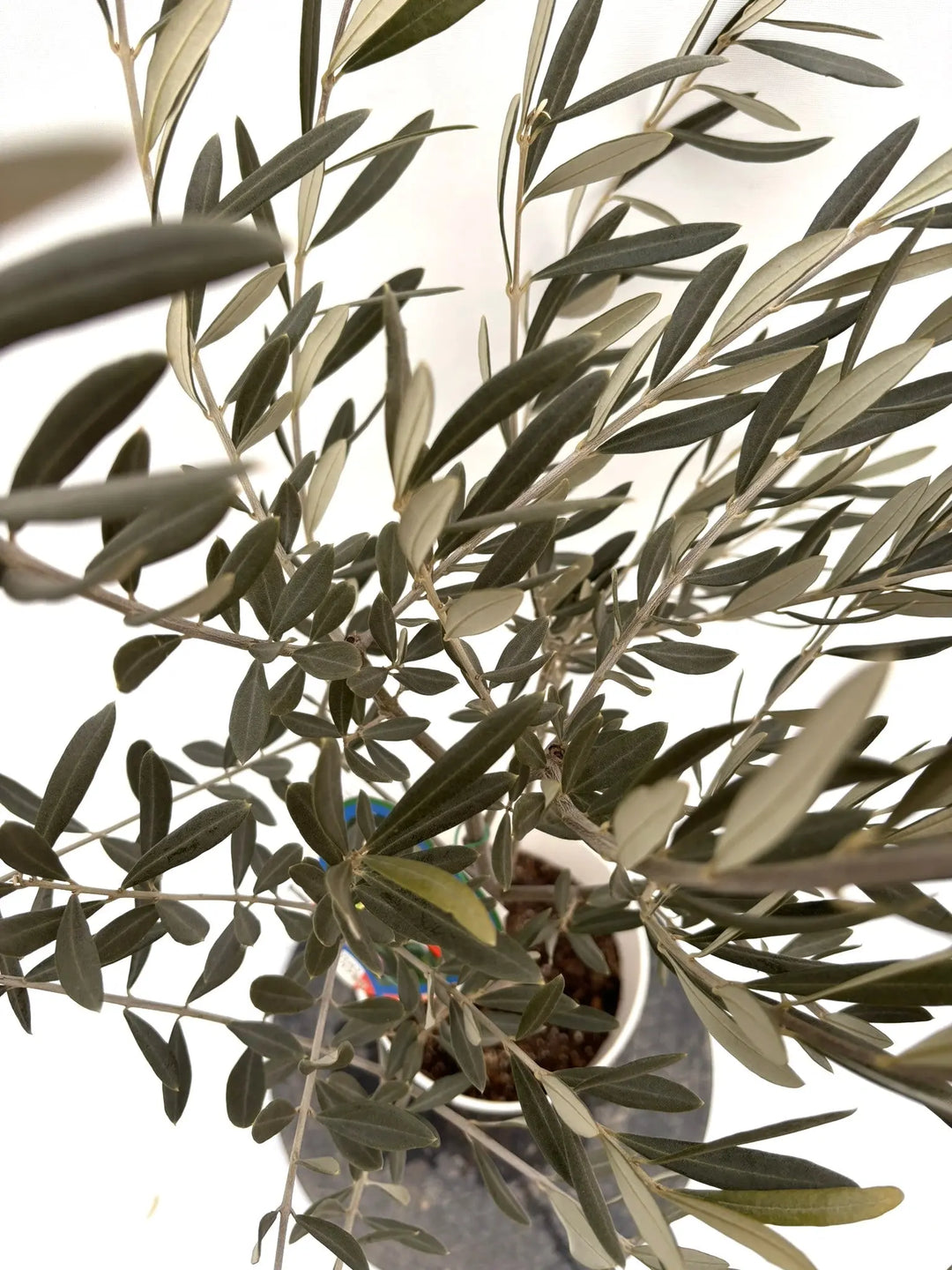 NEWブラックイタリアン（オリーブの木）｜Sサイズ｜約120cm｜K‑309