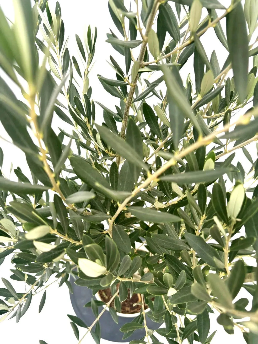 NEWシプレシーノ（オリーブの木）｜Sサイズ｜NO.10847｜約135cm｜人気