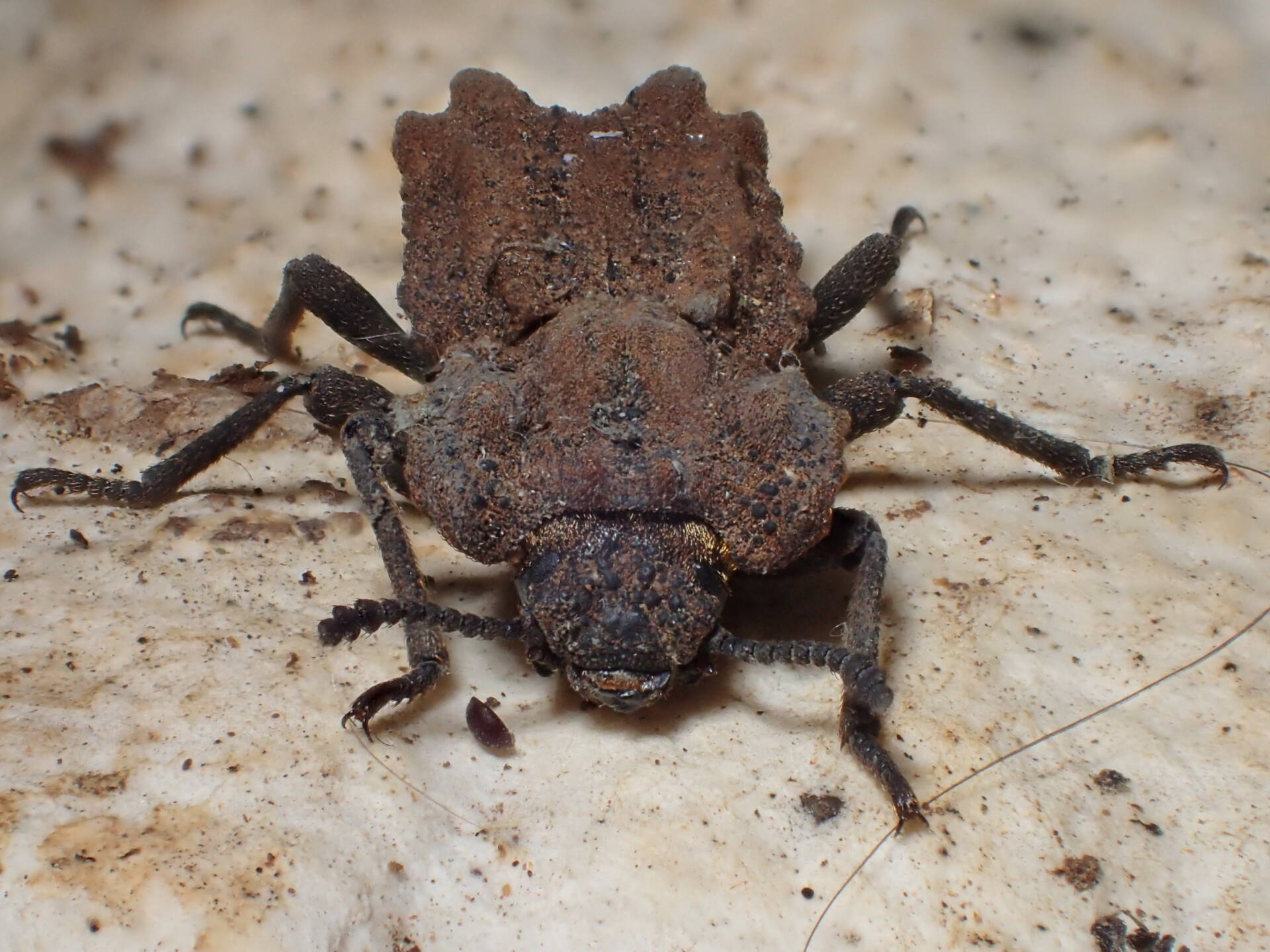 アトコブゴミムシダマシ] アトコブゴミムシダマシ (ギャラリー) - 虫林