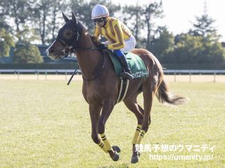 シェイクユアハート - 競走馬データTOP｜競馬予想のウマニティ