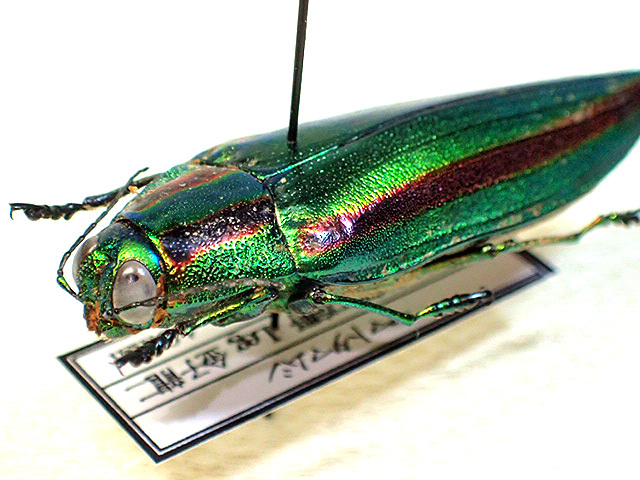 リ*ダ様 緑色と金色の光沢 昆虫標本 タマムシ約67匹 リ*ダ様 緑色と