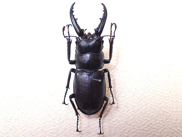 ☆ハチジョウノコギリクワガタ♂47mm標本☆ - INSECT ULTIMA