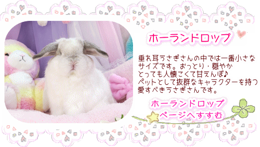 販売しているうさぎさんの種類 うさぎ専門店 うさぎ舎 Lapin de Alice